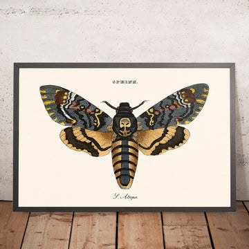 Illustrazione della Falena Teschio della Morte di William Wood, 1821 