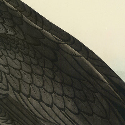 Cormorán de doble cresta por John James Audubon, 1827