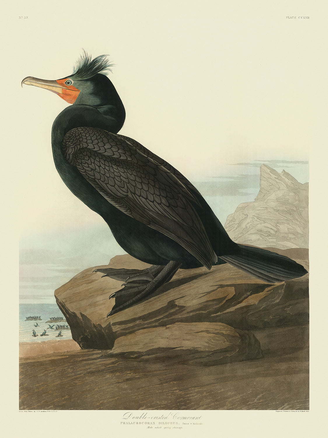 Cormorán de doble cresta por John James Audubon, 1827