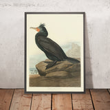 Doppelt-gekrönter Kormoran aus 'Vögel von Amerika' von John James Audubon, 1827 