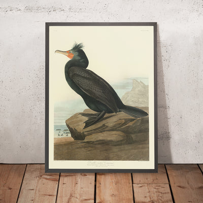 Double-crested Cormorant from 'Birds of America' by John James Audubon, 1827