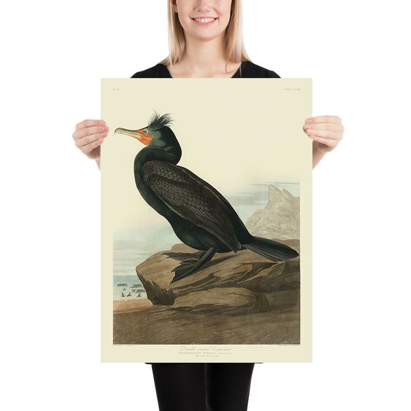 Double-crested Cormorant from 'Birds of America' by John James Audubon, 1827