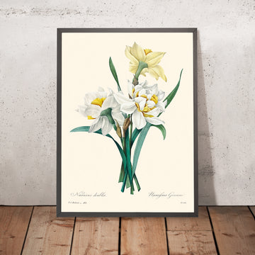 Ilustración botánica de Doble Narciso por Pierre-Joseph Redouté, 1827 