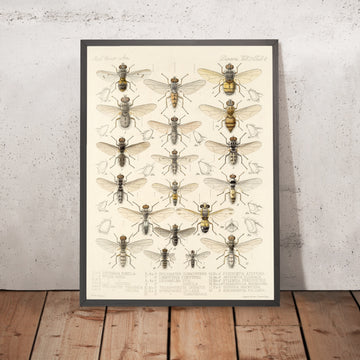 A framed image of 
