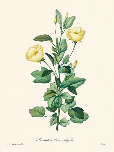 Reduta Heterophylla por Pierre-Joseph Redouté, 1802