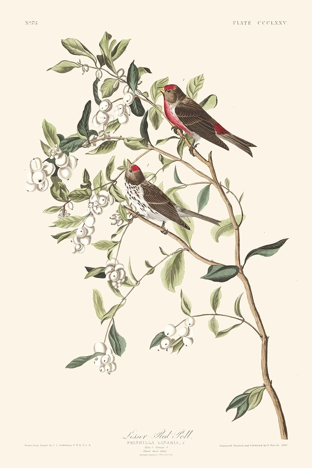 Lesser Red-Poll by John James Audubon, 1827