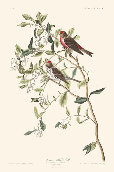 Lesser Red-Poll by John James Audubon, 1827