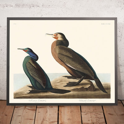 Violettgrüner Kormoran und Townsends Kormoran von John James Audubon, 1827 