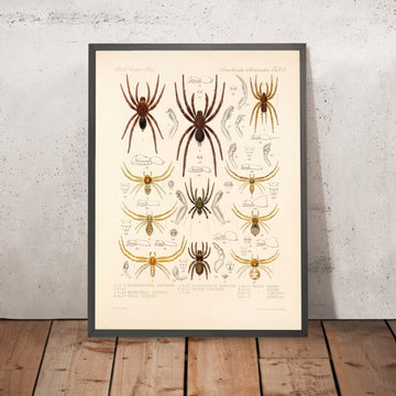A framed image of 