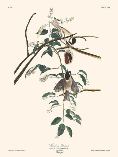 Mésange de Caroline par John James Audubon, 1827