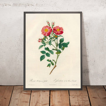 A framed image of Sweet Briar Rose (Rosa rubiginosa) by Pierre Joseph Redouté, 1817