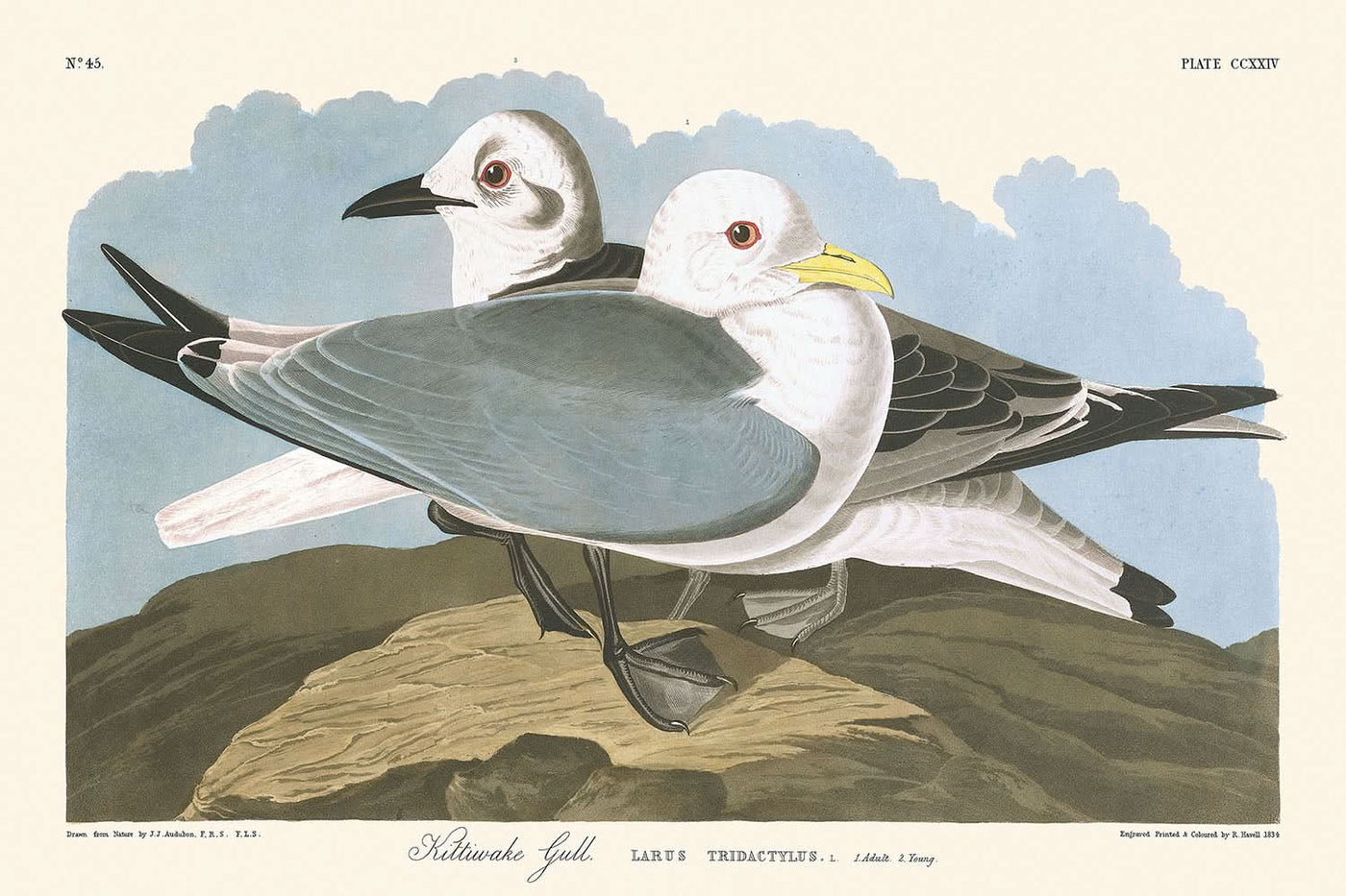 Kittiwake Gull by John James Audubon, 1827