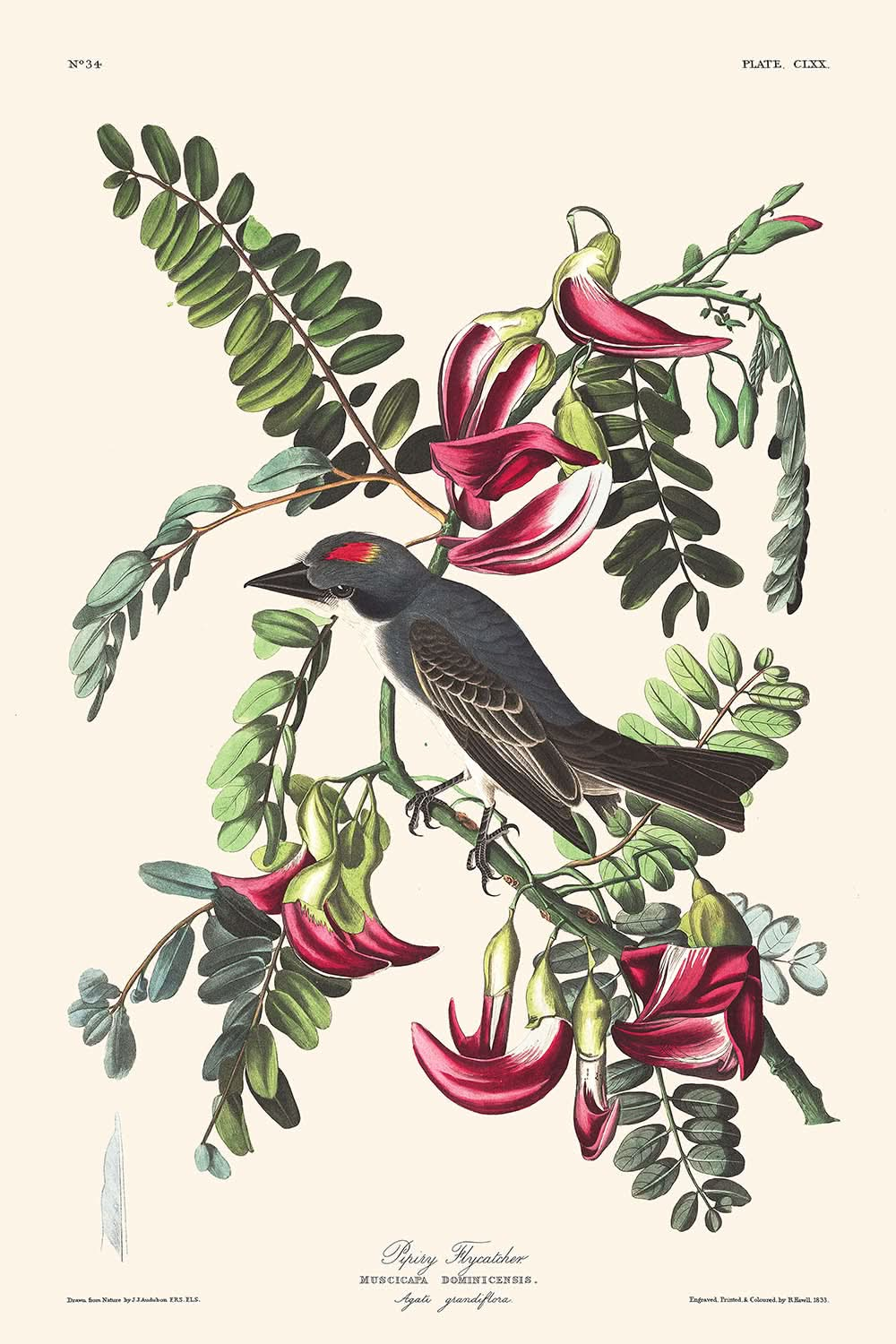 Papamoscas silbador, de John James Audubon, 1827