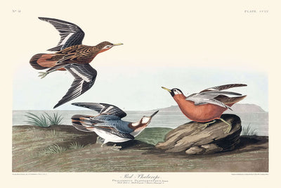 Falaropo rojo de John James Audubon, 1827