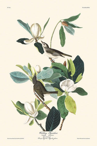 Papamoscas gorjeador, de John James Audubon, 1827