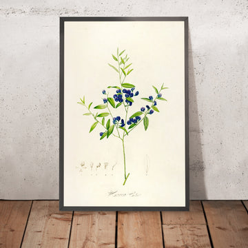 A framed image of Rare Plants of Malmaison and Navarre (Plate 51) by Pierre Joseph Redouté, 1813