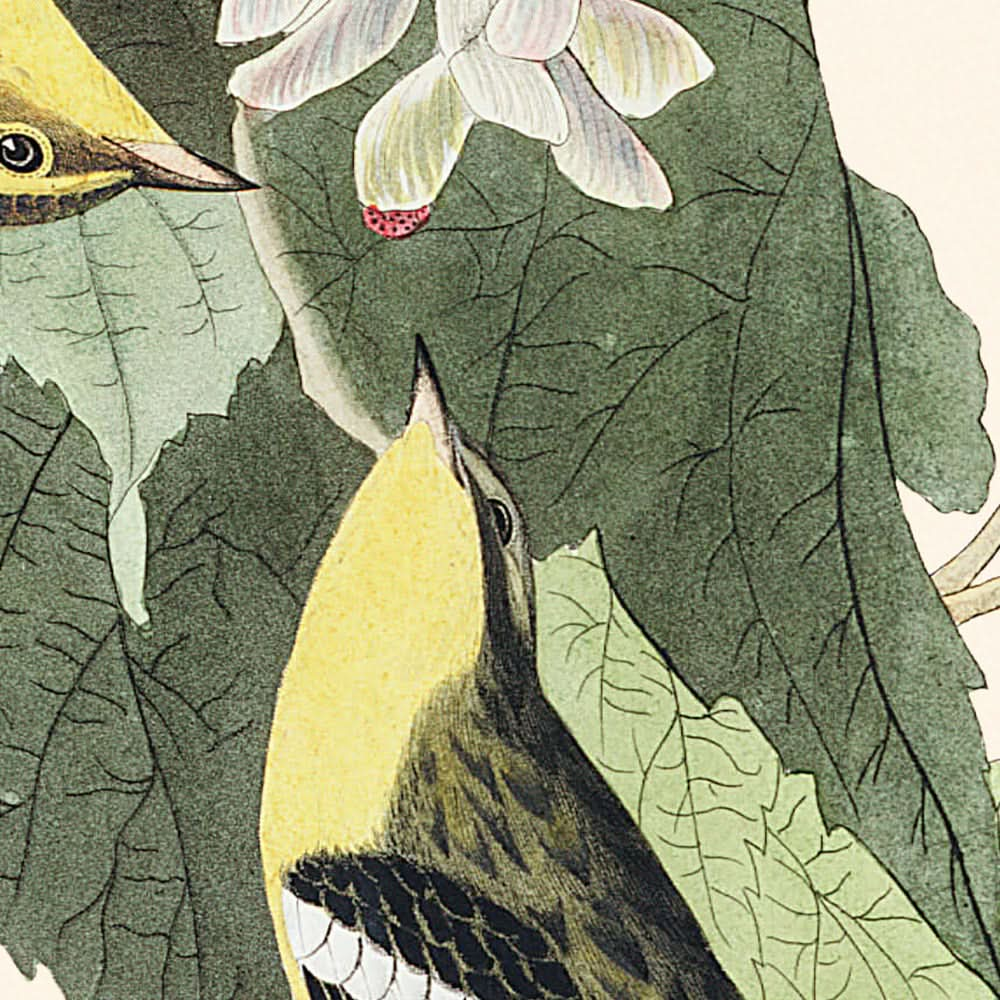 Hemlock Warbler by John James Audubon, 1827