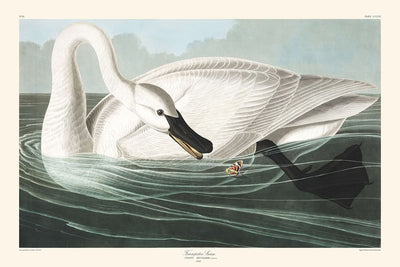 Trumpeter Swan by John James Audubon, 1827