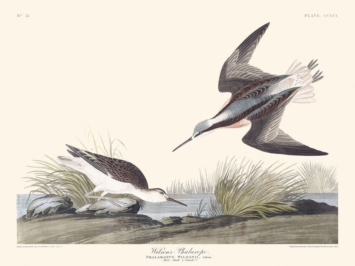 Falaropo de Wilson, de John James Audubon, 1827