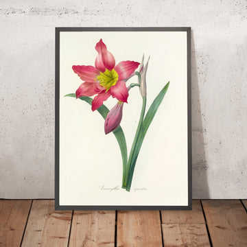A framed image of Barbados Lily (Amaryllis equestre, Plate 6) by Pierre Joseph Redouté, 1827