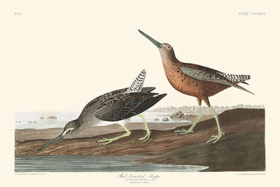 Agachadiza pechirrojo, de John James Audubon, 1827