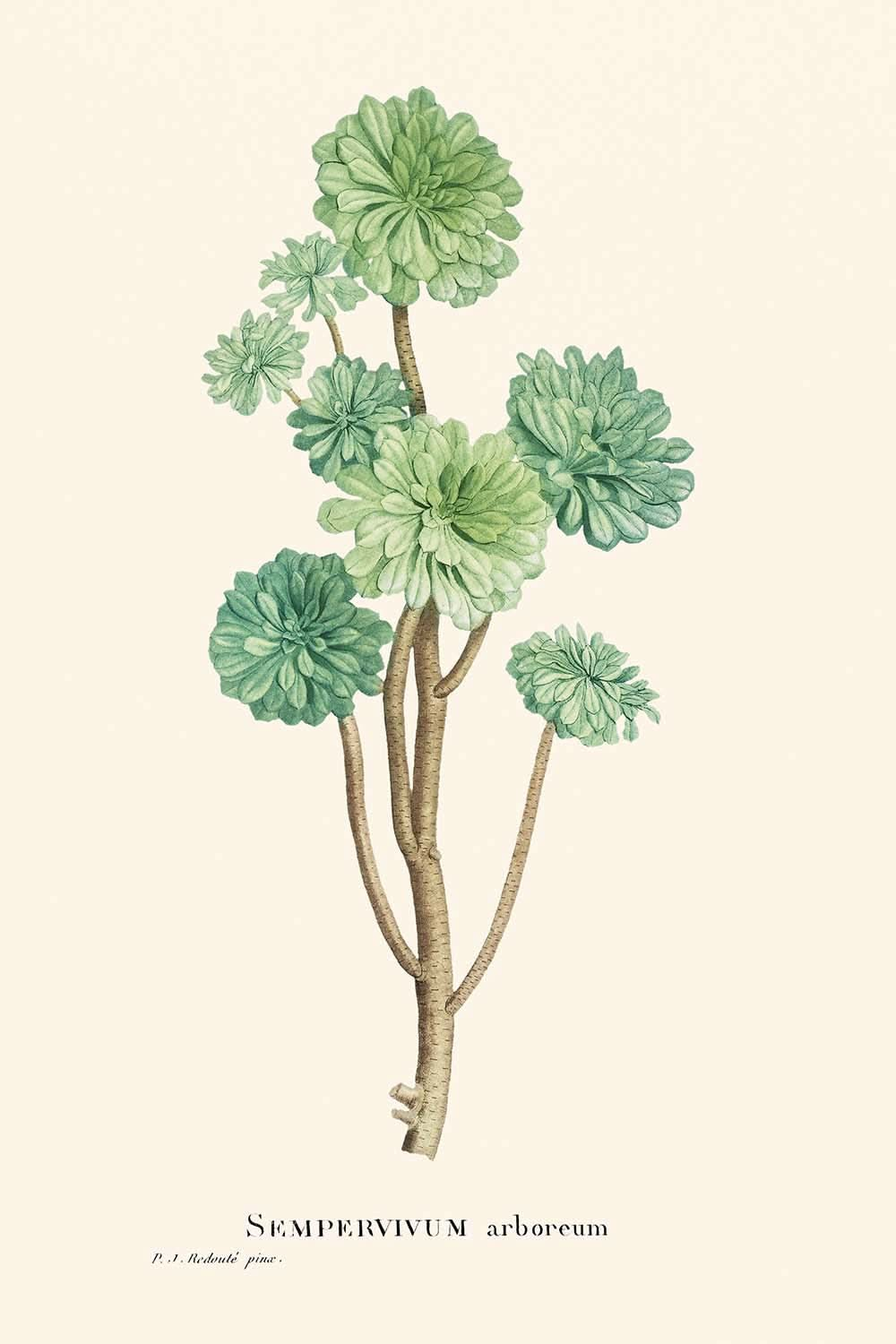 Tree Houseleek by Pierre-Joseph Redouté, 1802