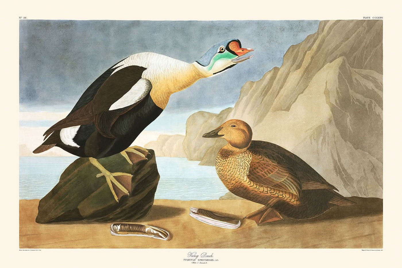 El pato rey, de John James Audubon, 1827