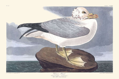 Petrel fulmar, de John James Audubon, 1827