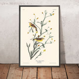 Giallo Red-poll Warbler di John James Audubon, 1827 