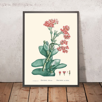 Elica (Aereo) Pianta di Pierre-Joseph Redouté, 1802 