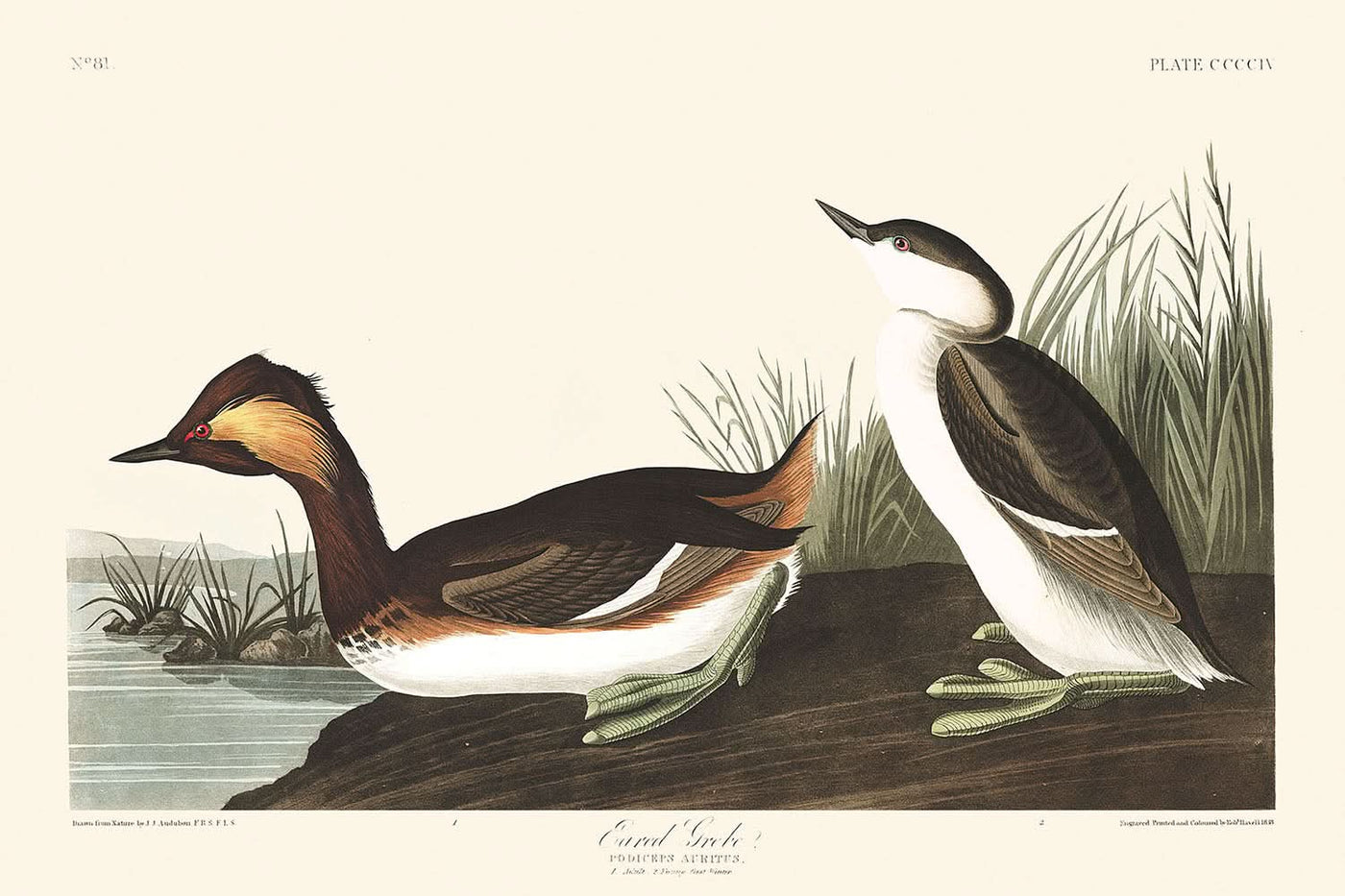 Eared Grebe by John James Audubon, 1827