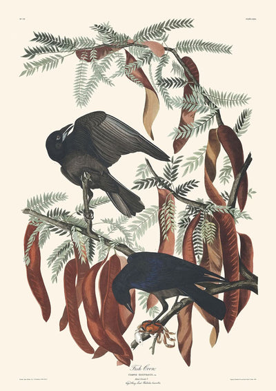 Fish Crow by John James Audubon, 1827