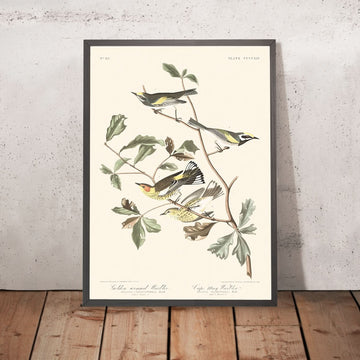 Warbler dalle ali dorate e Warbler di Cape May di Audubon, 1827 