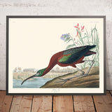 Glänzender Ibis von John James Audubon, 1827 