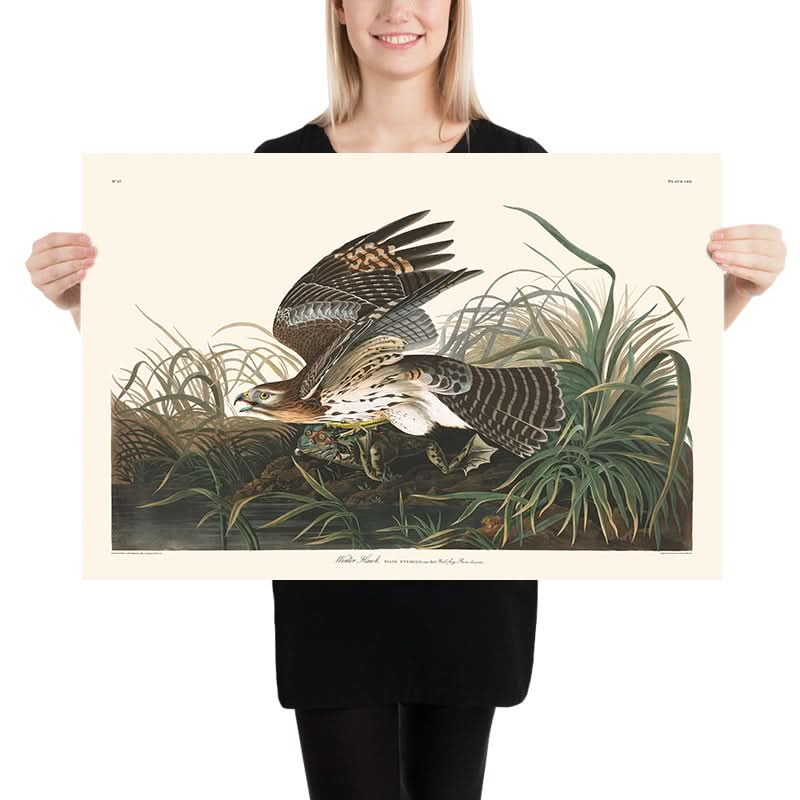 Falco Invernale di John James Audubon, 1827 