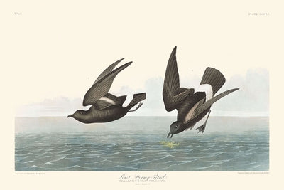 El paíño menor, de John James Audubon, 1827