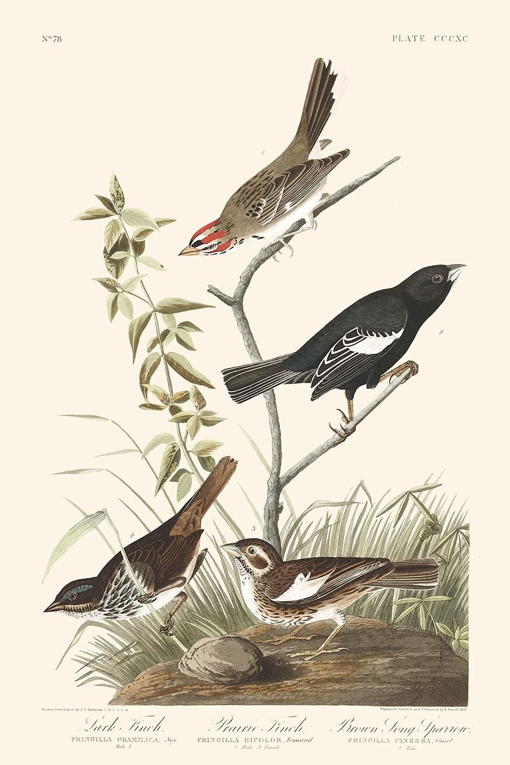 Bruant chanteur brun, Bruant des prairies, Bruant alouette, par John James Audubon, 1827