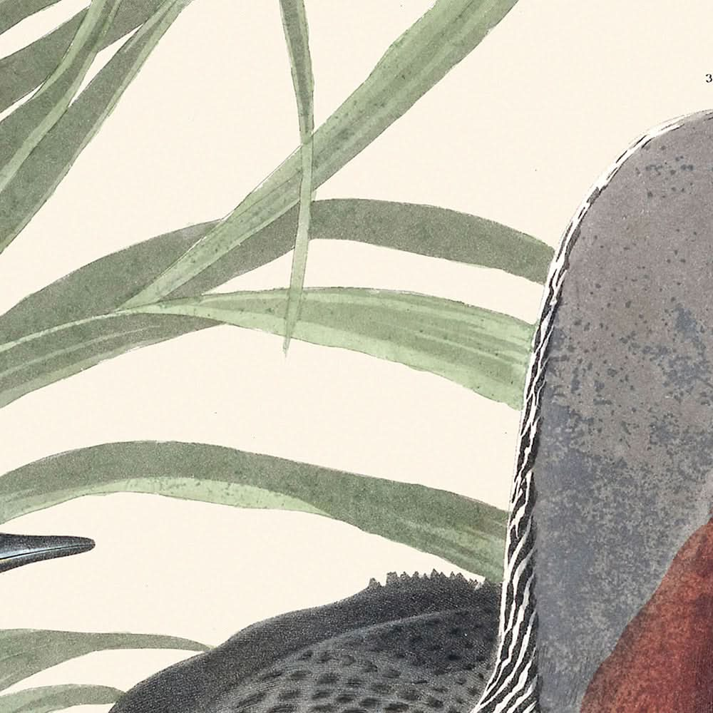 Colimbo cuellirrojo, de John James Audubon, 1827