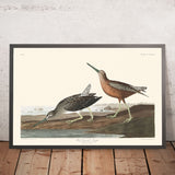Red-breasted Snipe by John James Audubon, 1827