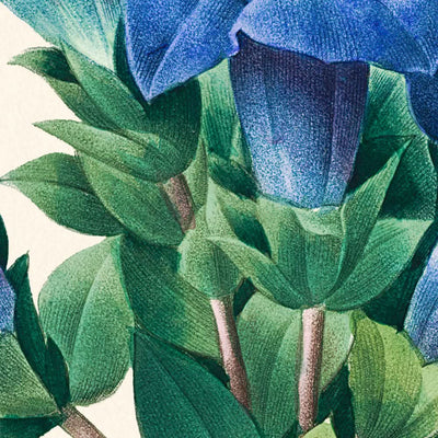 Gentiana Acaulis por Pierre-Joseph Redouté, 1802