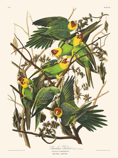 Carolina Parrot by John James Audubon, 1827