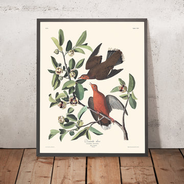 A framed image of Zenaida Dove by John James Audubon 1827