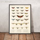 Moths (Lepidoptera: Heterocera, Plate 6) by Frederick DuCane Godman, 1879