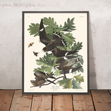 Night Hawk by John James Audubon, 1827