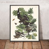 Nachtfalke von John James Audubon, 1827 
