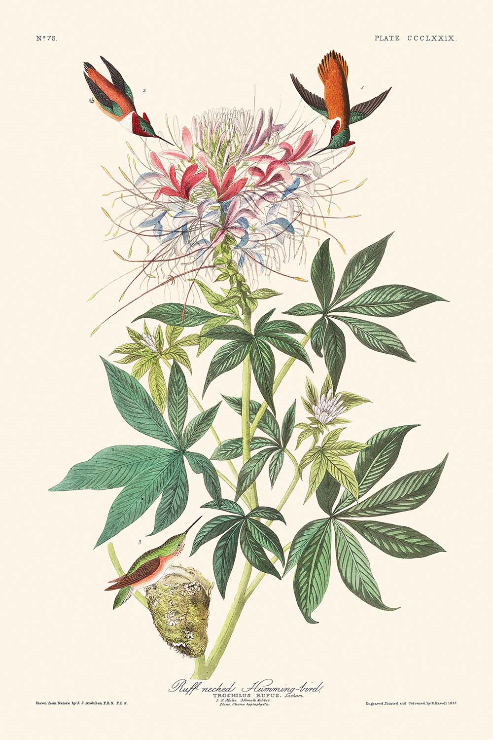 Ruff-necked Humming-bird by John James Audubon, 1827