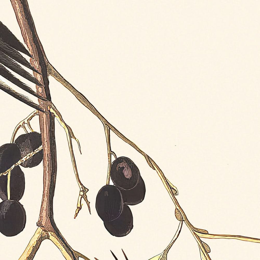 Gelb-bäuchiger Specht von John James Audubon, 1827 