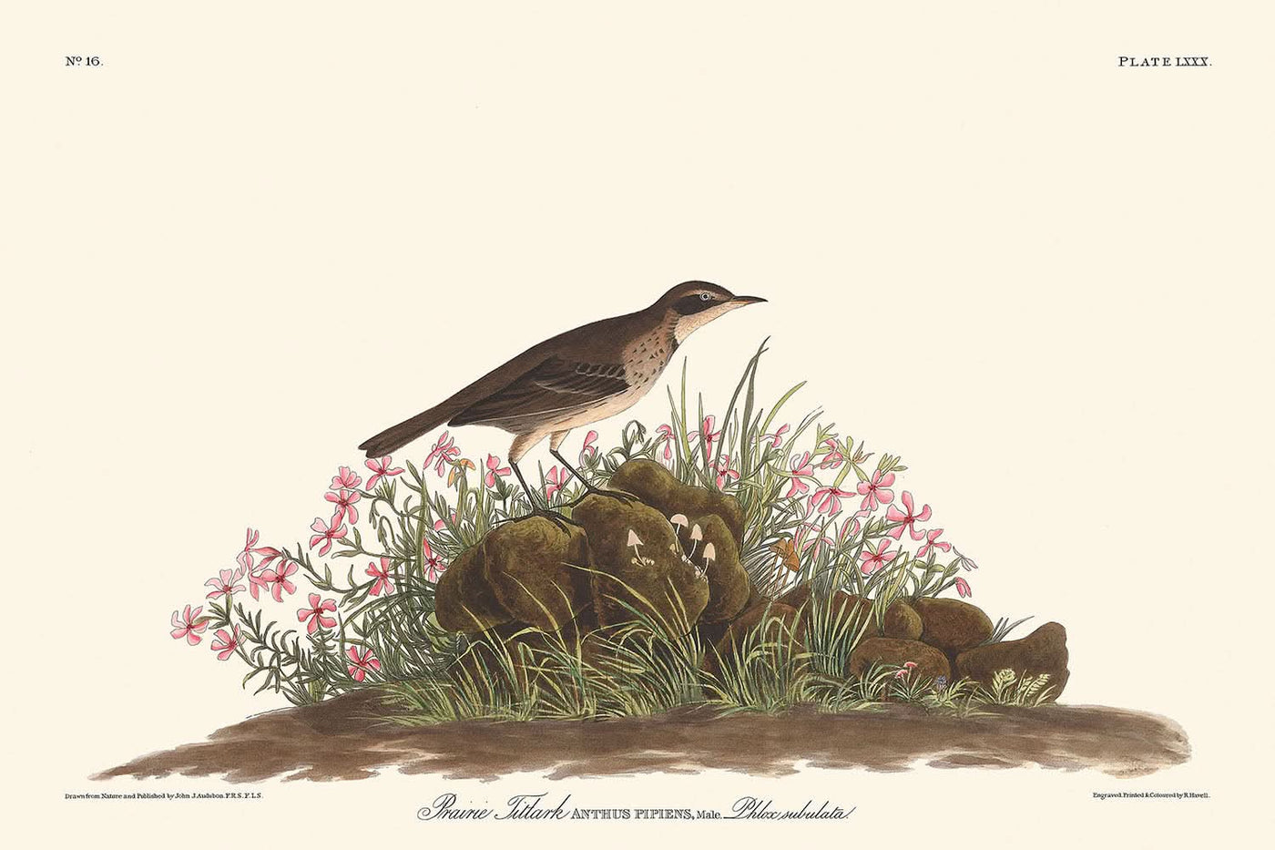 Titlark des Prairies par John James Audubon, 1827