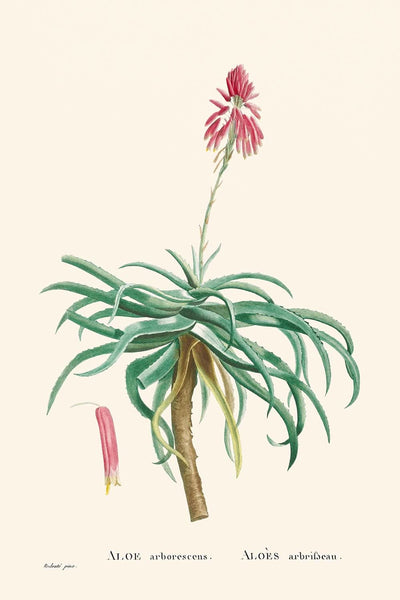 Kandelaber Aloe von Pierre-Joseph Redouté, 1802