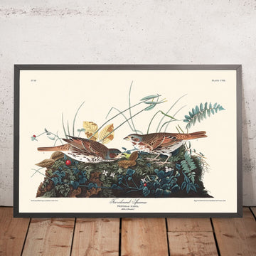 Passero colorato di volpe di John James Audubon, 1827 